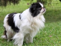 Japanese Chin thumbnail